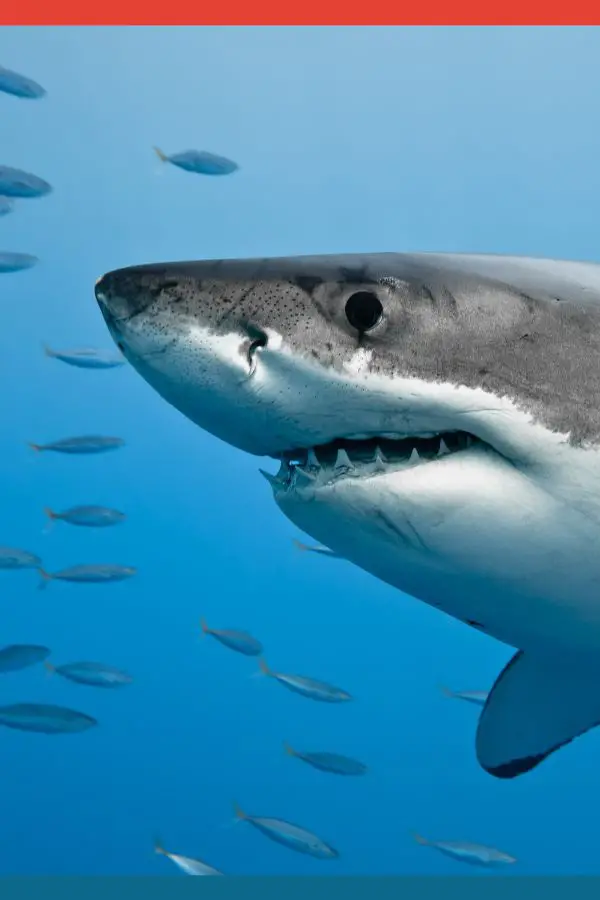 Great White Sharks in South Africa