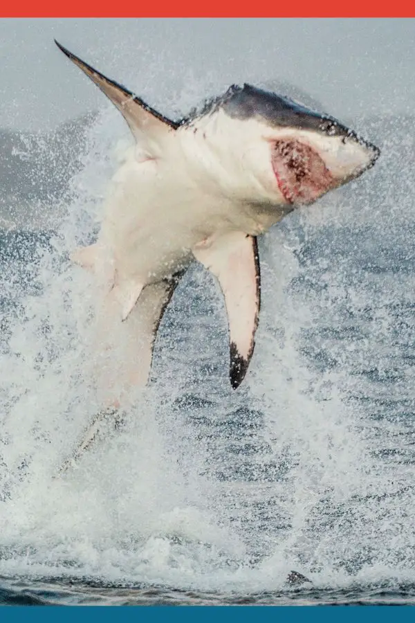 Great White Sharks in South Africa