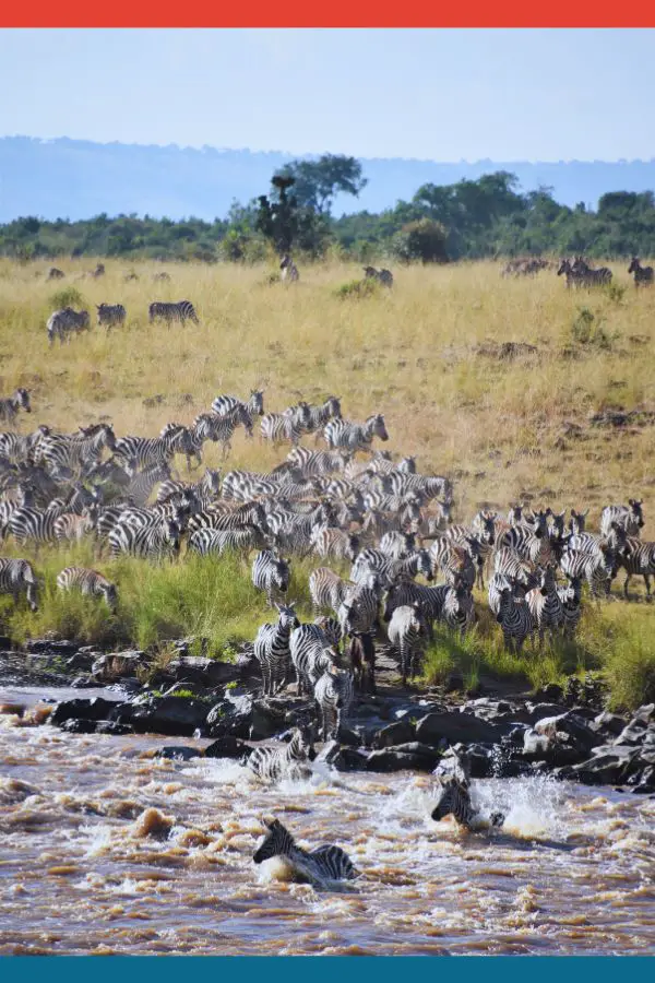 Great Migration in Kenya