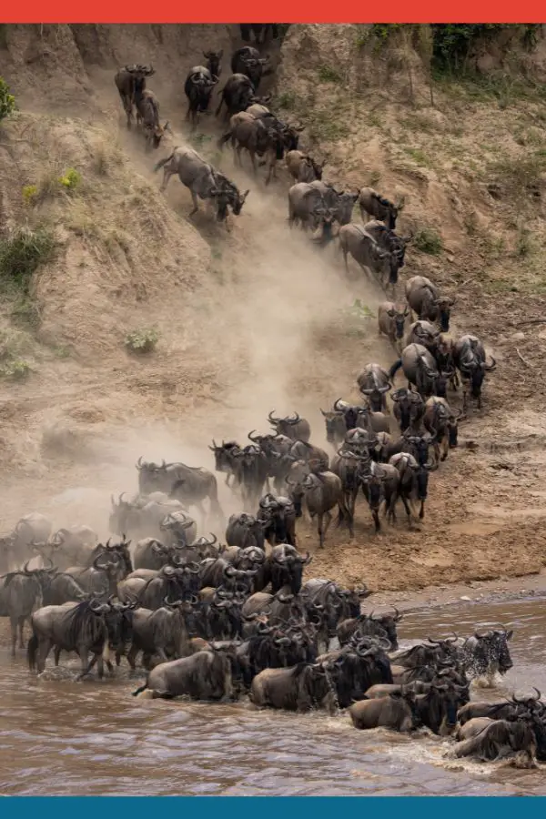 Great Migration in Kenya