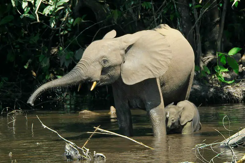 Mbeli Bai, Nouabalé-Ndoki National Park, Congo