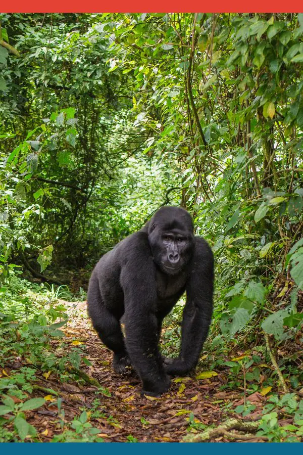 Mountain Gorillas in Uganda