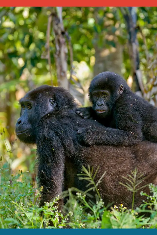 Mountain Gorillas in Uganda