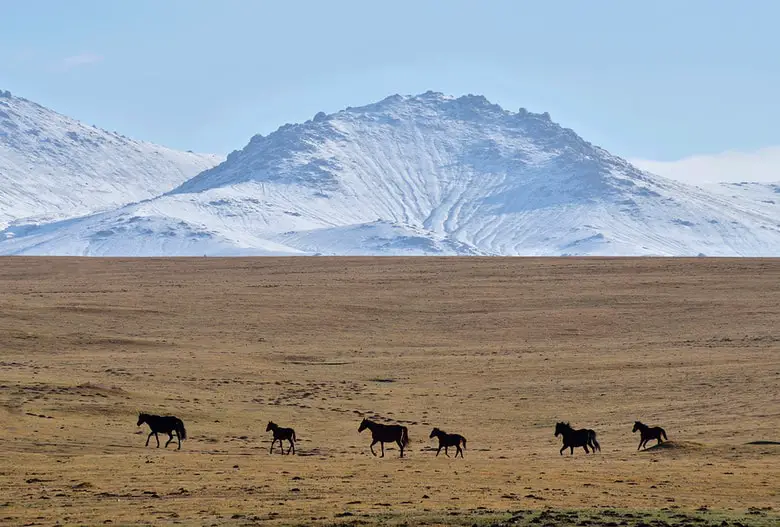 Herd Of Horses Near Son-Kul Mountain Lake, central Tien Shan, Kyrgyzstan