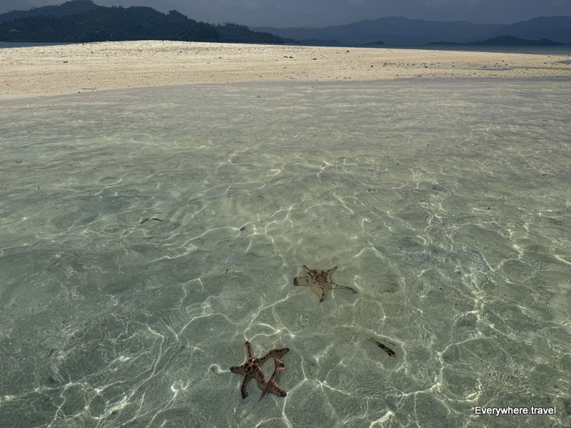 Starfish Sandbar Port Barton