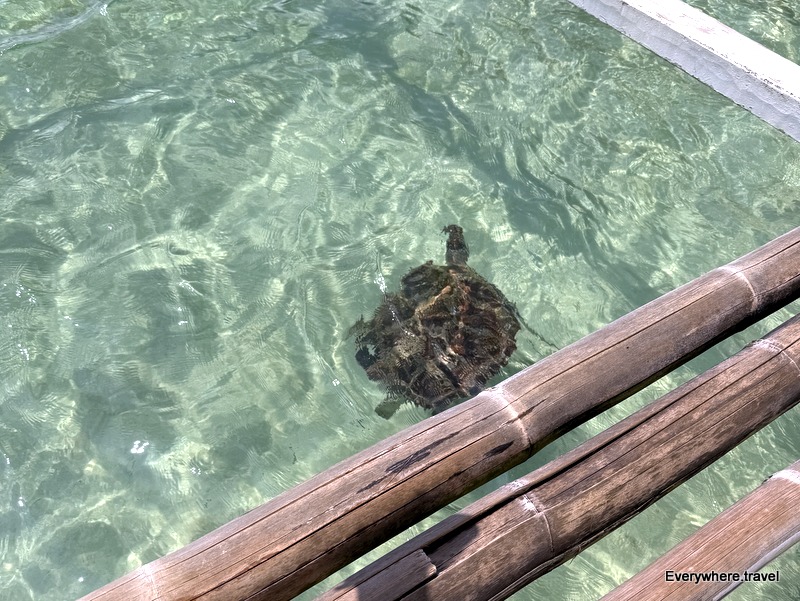 Turtle spotted at Seven Commandos Beach stop
