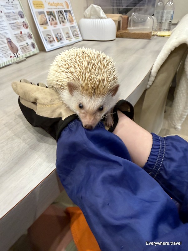 hedgehog capyvillage