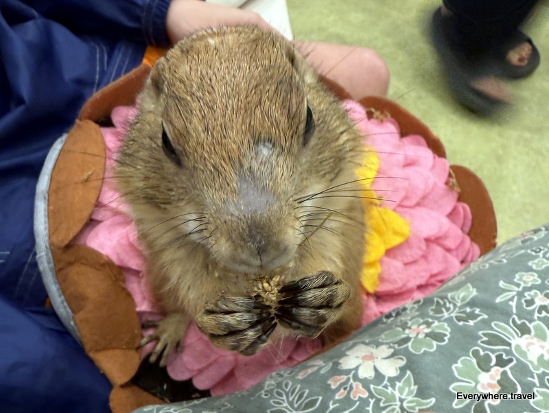 Prairie dog at CapyVillage