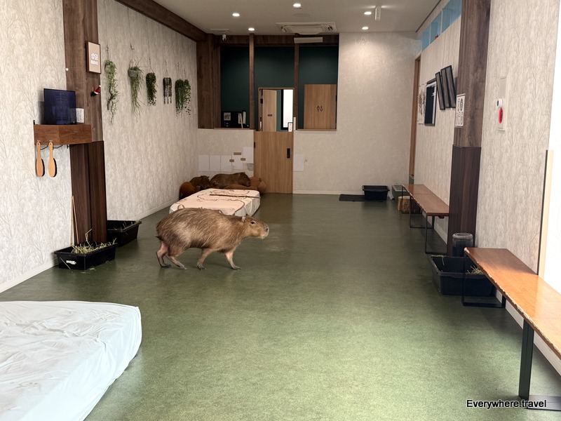 Inside CAPPINESS Oshiage