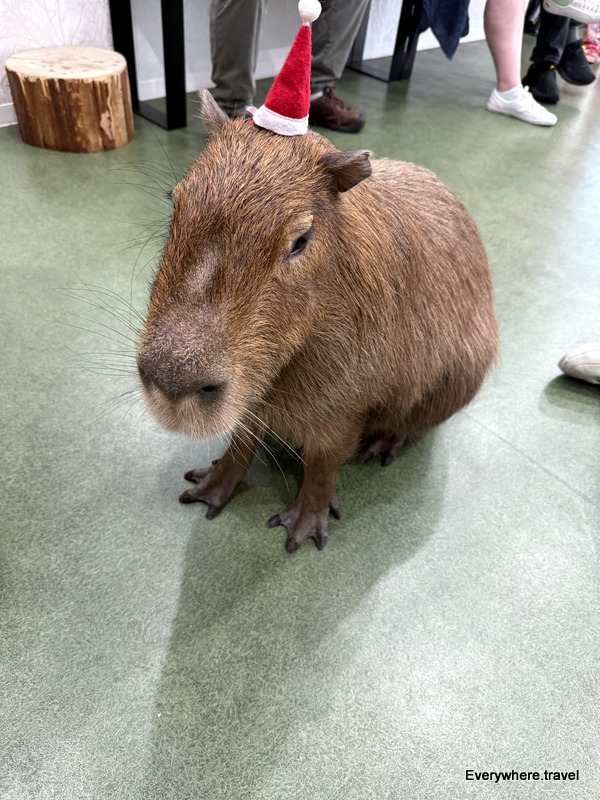 Sora at Inside CAPPINESS Oshiage