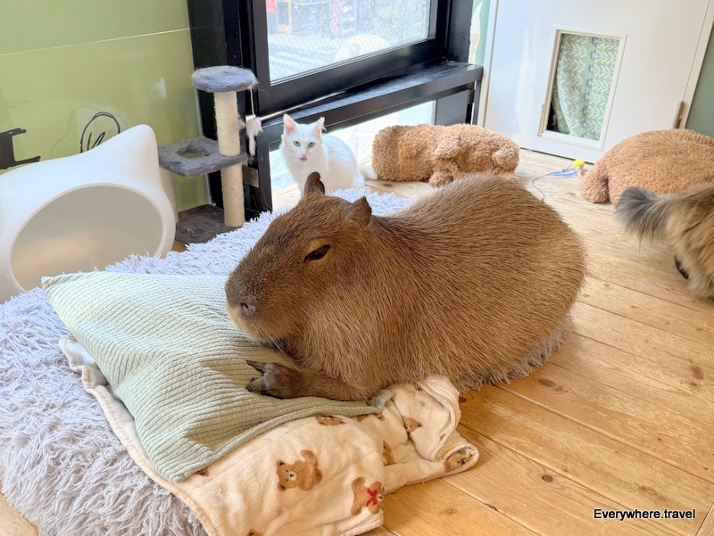 Capyneko Cafe Tokyo