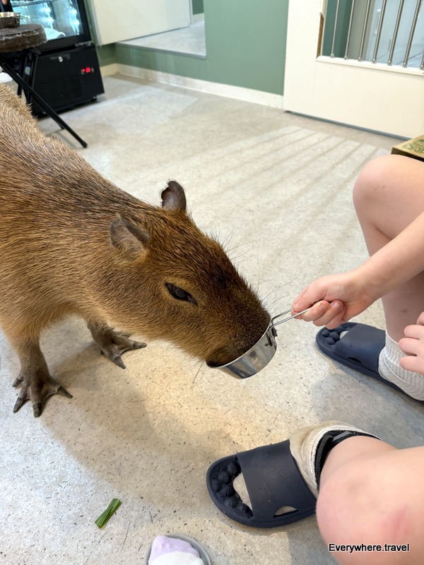 Feeding a capy at Capyneko Cafe Kichijoji