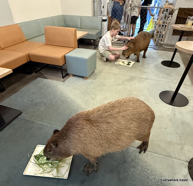 Just me, my son and capybaras at popular Capyba Hikifune