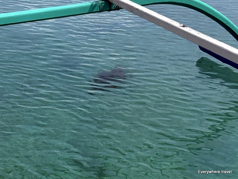 turtle watching port barton