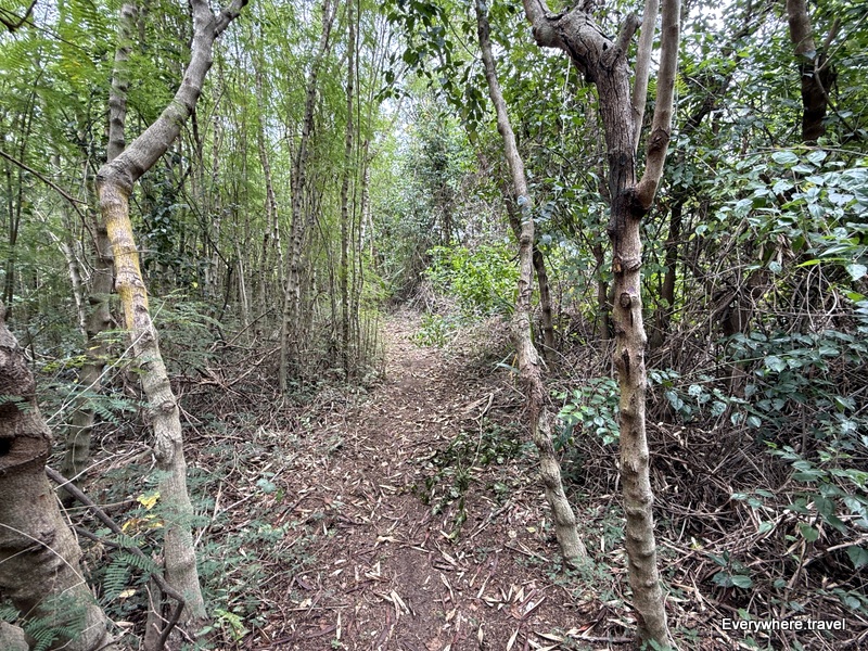 Mana Island Survivor Challenge Site path between